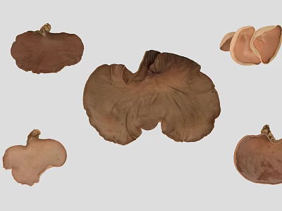 Various Brown Mushroom Fungi Plants With Different Shapes On Gray Background 3d model