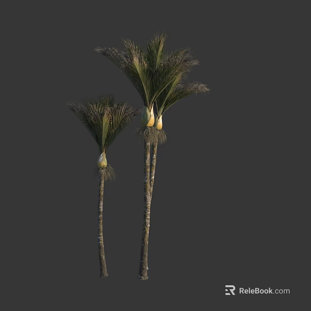 Two Tall Palm Trees with Green Fronds and Slender Trunks 3d model 