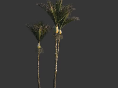 Two Tall Palm Trees with Green Fronds and Slender Trunks 3d model