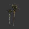 Two Tall Palm Trees with Green Fronds and Slender Trunks