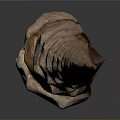 Detailed Spiral Organ With Hair Like Texture And Smooth Light Brown Surface