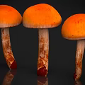 Fresh Orange Mushrooms With Round Caps White Stems And Red Bases On Dark Background