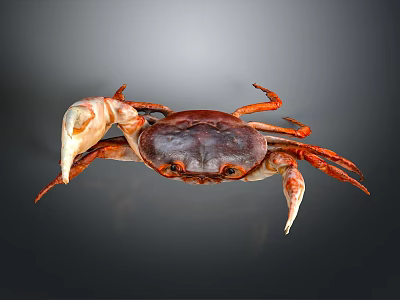 Red Brown Crab With Large Claws On Gray Background Close Up View 3d model