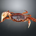 Red Brown Crab With Large Claws On Gray Background Close Up View 3d model
