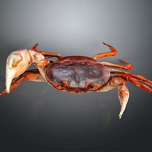 crab sea crab river crab hairy crab bread crab hermit crab big crab small crab marine animal fish 3d model