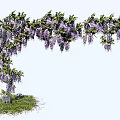 Lush Wisteria Vine With Hanging Purple Flowers Forming Arch Over Green Grass