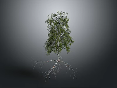 Birch Tree With White Trunk Green Leaves And Exposed Roots On Gray Background 3d model