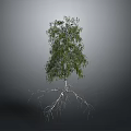 Birch Tree With White Trunk Green Leaves And Exposed Roots On Gray Background
