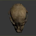 High Quality Anatomical Animal Skull Medical Device For Medical Education And Research