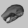 Detailed Animal Skull With Intricate Bone Structure And Sharp Teeth 3d model