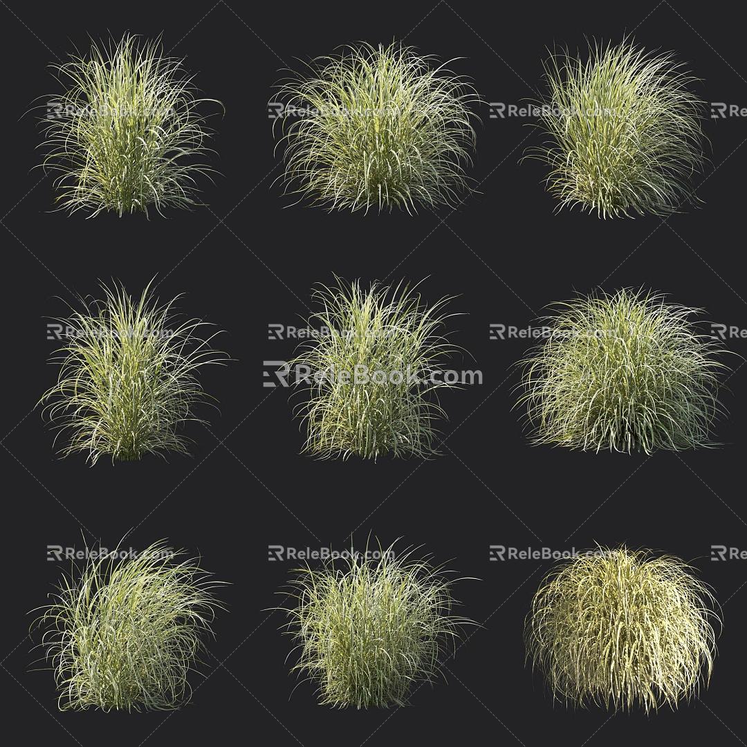 Flora and Miscanthus Ornamental Grass 3d model