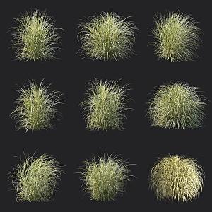 Flora and Miscanthus Ornamental Grass 3d model