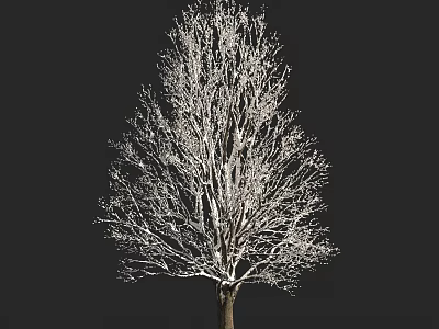 Bare Winter Arbor With Clear Silhouette And Intricate Branch Structure Against Dark Background 3d model