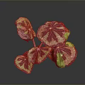 Vibrant Green And Purple Variegated Indoor Plant Leaves With Glossy Texture And Distinct Veins