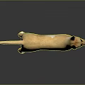 Light Brown Dog With White Patches 3D Model Standing On Shiny Reflective Gray Gradient Floor