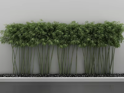 Green Bamboo Plants In White Rectangular Planter With Black Pebbles And Gray Wall 3d model