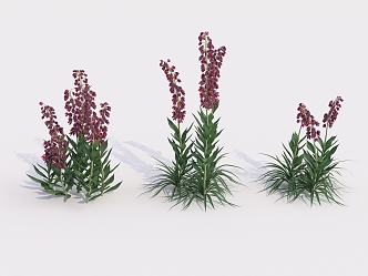 Modern Shrub Flowering Shrub 3d model