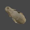 Detailed Animal Skull Skeleton With Visible Teeth And Bone Structure