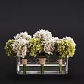 Potted Bonsai Plant With White Green Foliage In Transparent Container Jute Wrapped Stems Dark Background