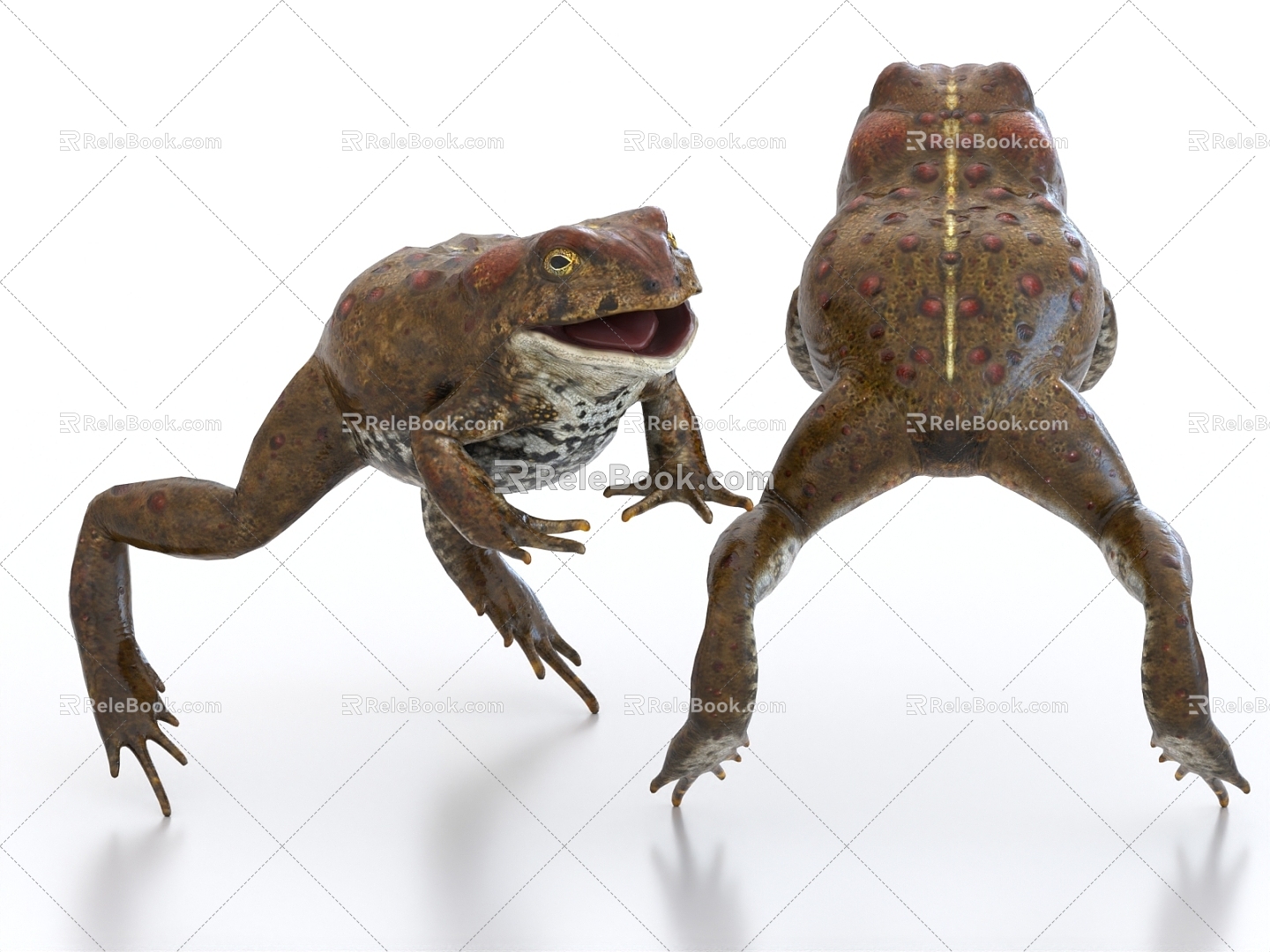 Toad Frog Bullfrog 3d model