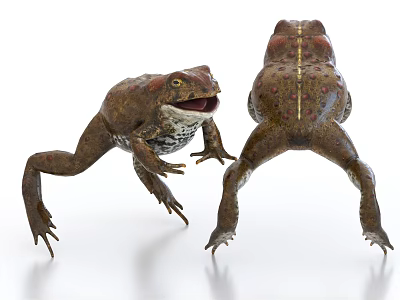 Reptile Two Toads Front And Back Views With Detailed Skin Texture 3D Render 3d model