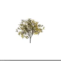 Golden Leaf Tree With Dense Foliage And Brown Trunk On Black Background 3d model