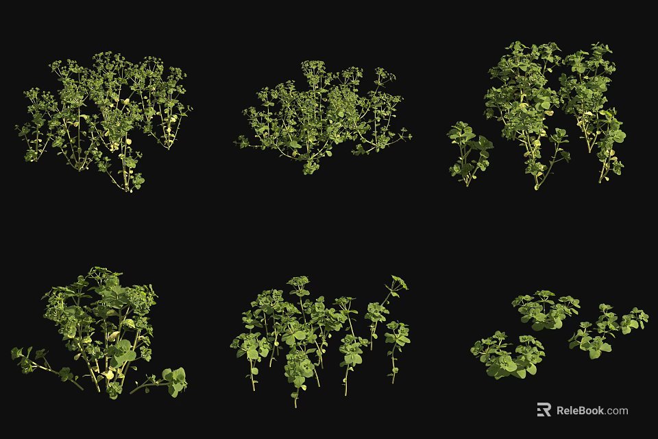 Multiple Varieties of Green Herb Plants Displayed in Collection on Black Background 3d model 