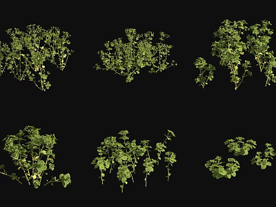 Multiple Varieties of Green Herb Plants Displayed in Collection on Black Background 3d model