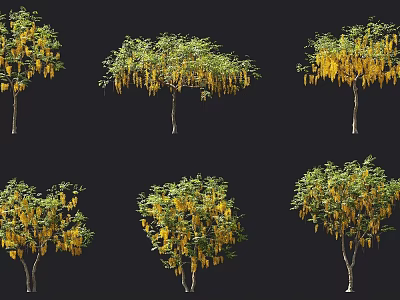 Arborescent Trees With Yellow Pendulous Blooms Showcased In Various Forms 3d model