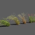 Various Ornamental Grass Varieties in Green Yellow Brown Tones Arranged for Garden