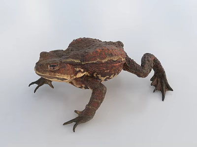 Brown Reptile With Textured Skin Stout Body And Short Limbs On White Background 3d model
