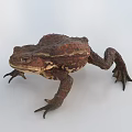 Brown Reptile With Textured Skin Stout Body And Short Limbs On White Background