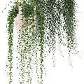 Decorative Potted Plants On Stands With Hanging Vines And Lush Green Leaves