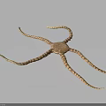 Isolated Detailed Realistic Brown Striped Starfish With Elongated Arms On Dark Background