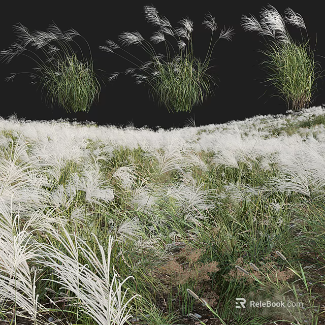 Fluffy White Grass Flowers In Lush Natural Meadow With Green Plants 3d model 