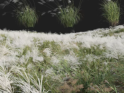 Fluffy White Grass Flowers In Lush Natural Meadow With Green Plants 3d model