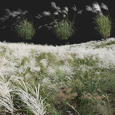 Fluffy White Grass Flowers In Lush Natural Meadow With Green Plants 3d model