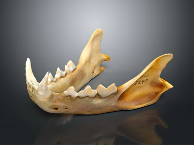 Anatomical Mandible Organ Bone Specimen With Detailed Teeth Structure And Surface Markings 3d model