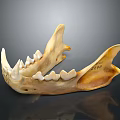 Anatomical Mandible Organ Bone Specimen With Detailed Teeth Structure And Surface Markings