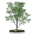 Arbor With Green Leaves In Circular Planter With White Edge Green Grass And Stone