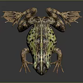 Green Brown Spotted Frog With Detailed Skin Texture And Extended Legs On Dark Background