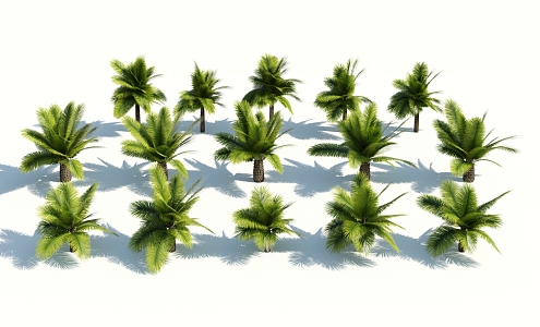 Modern Palm Tree 3d model