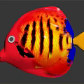 Vibrant Tropical Fish With Red Yellow Blue Striped Pattern And Yellow Tail