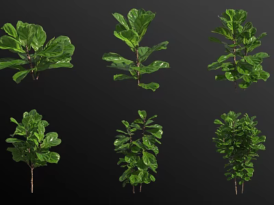 Various Hanging Basket Plants With Lush Green Leaves And Different Growth Shapes 3d model