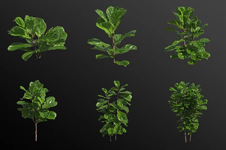 Qin Ye Rong Green Plant 3d model