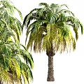 Tropical Palm Trees With Green Yellow Leaves And Natural Trunk Texture In Garden