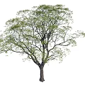 Tall Arbor With Lush Green Foliage And Thick Trunk In Natural Growth