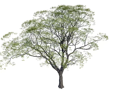 Tall Arbor With Lush Green Foliage And Thick Trunk In Natural Growth 3d model