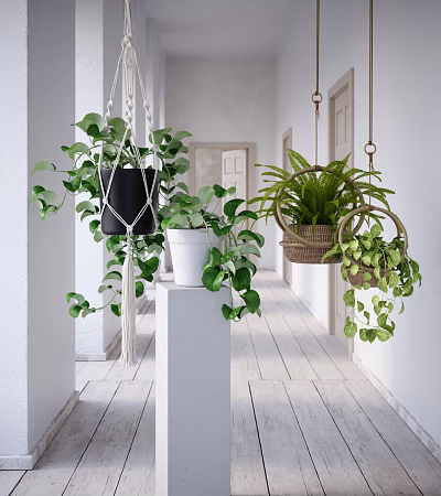 Green Leafy Hanging Plants In Corridor With White Walls And Wooden Floor 3d model