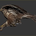 Modern Eagle Large Eagle Raptor 3d model